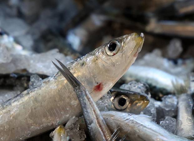 Šibenik: Ponuda ribe u šibenskoj ribarnici