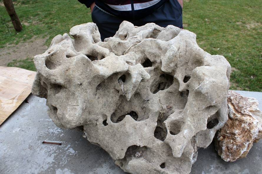 Otkriće! Kopao je njivu i našao školjke stare 5 milijuna godina