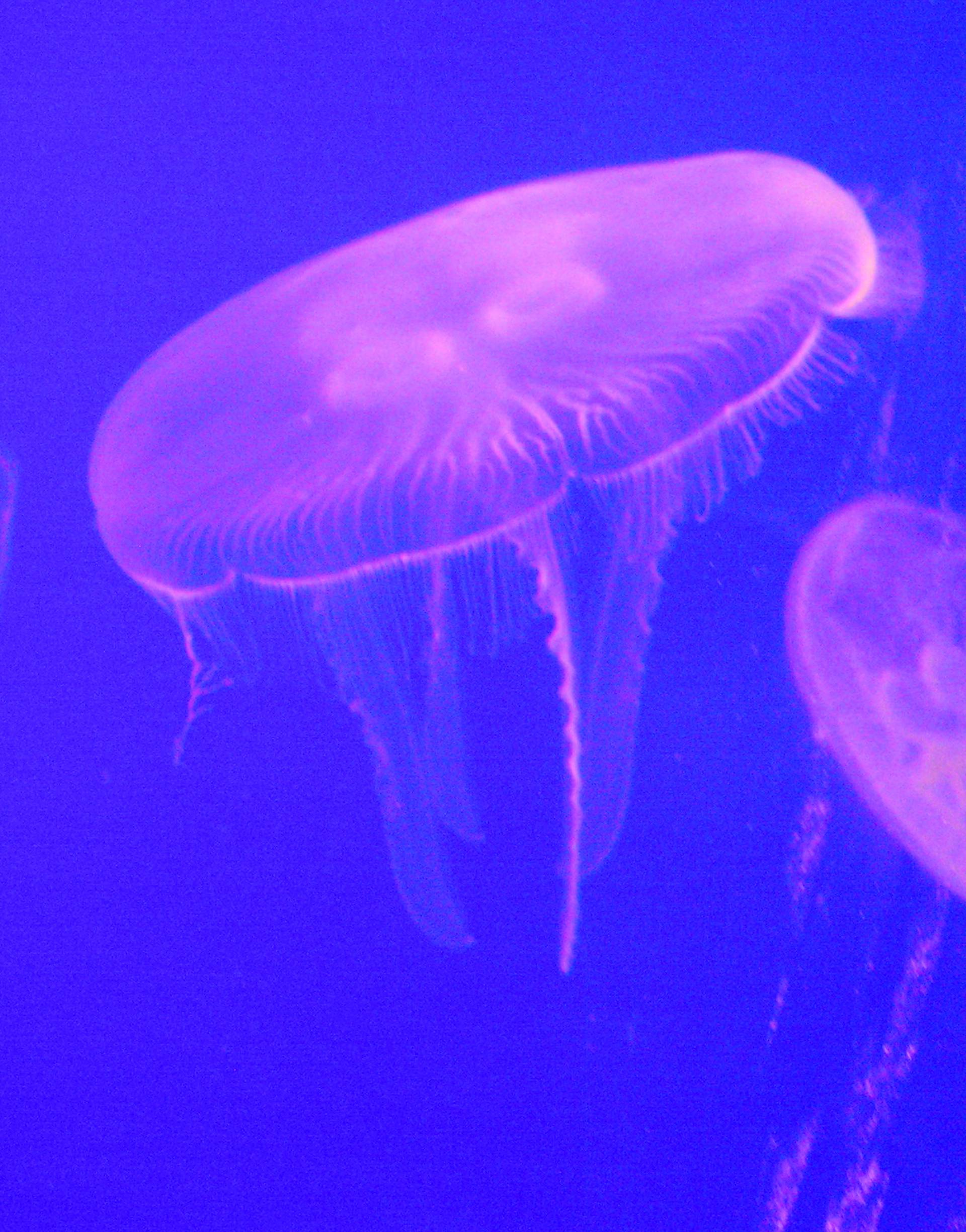 Sve kreće od meduza: One su najstarije životinje na planetu