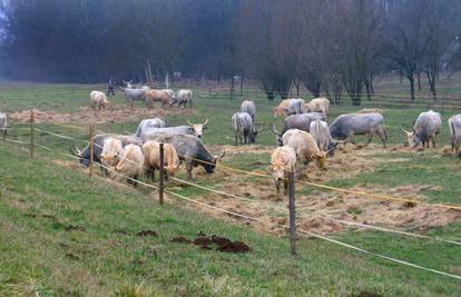 Livno: Uginula goveda koja su zaražena bedrenicom
