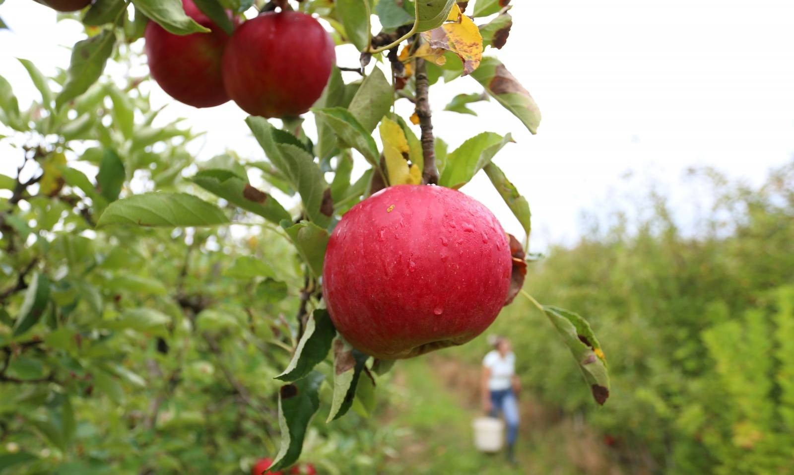 Berba jabuka u voćnjaku u Gornjoj Trebinji