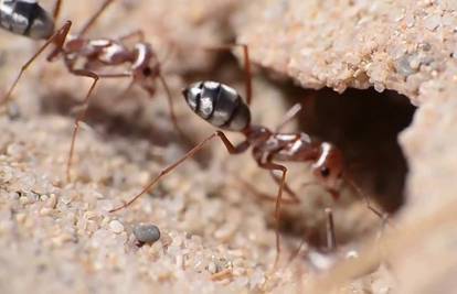 Kad bi najbrži čovjek bio kao ovaj mrav, jurio bi 600 km/h