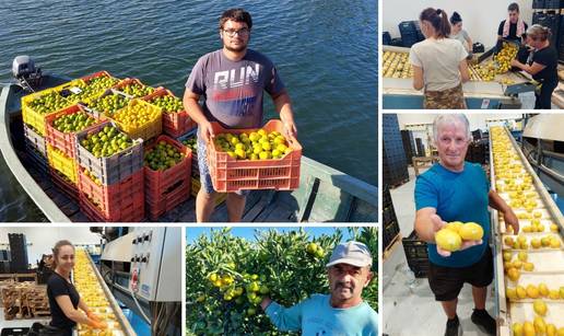 U berbi kraj Neretve: ‘Probaj mandarine, slatke su ko cukor’