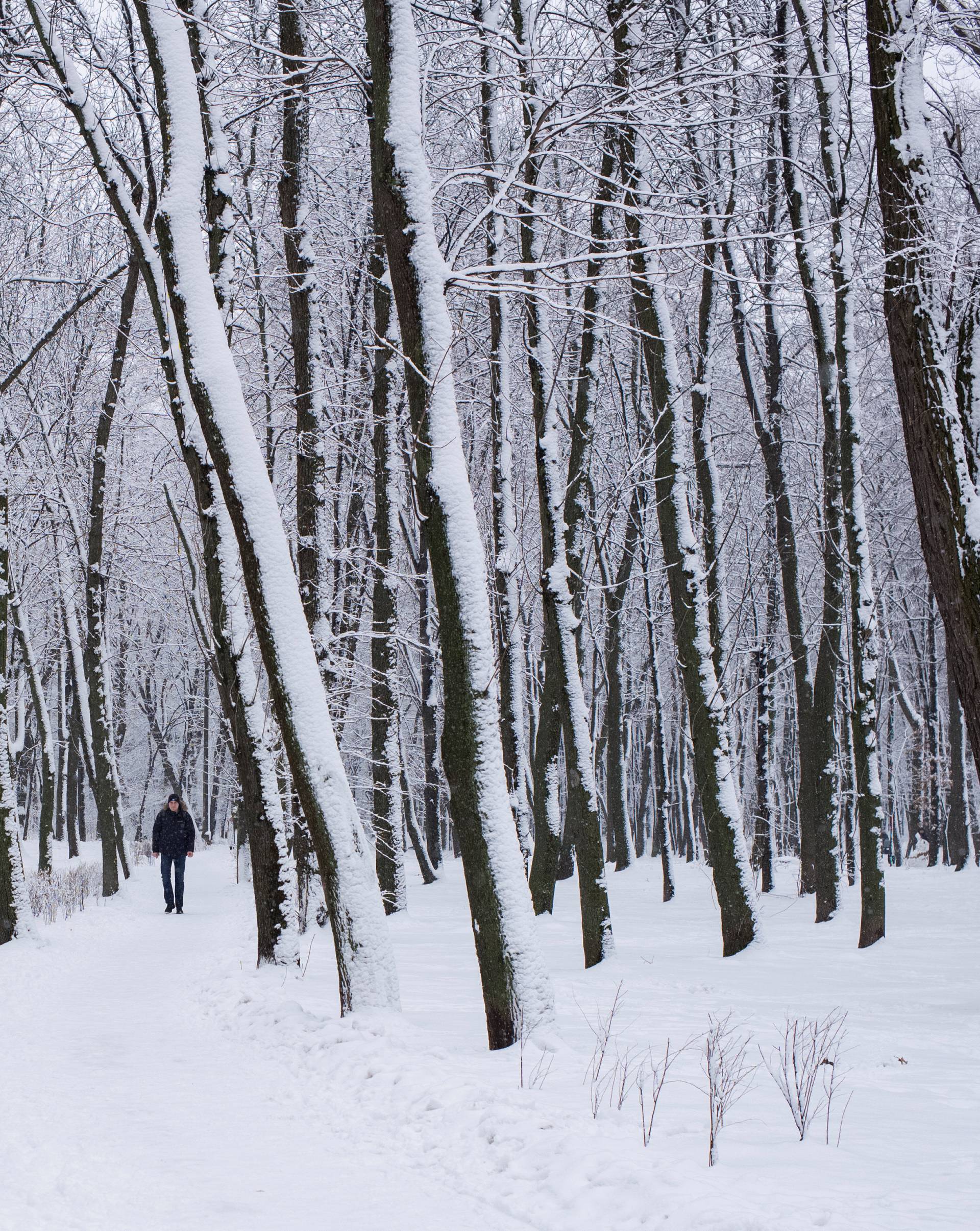 A man walks in a snow-covered park after snowfall in Kiev