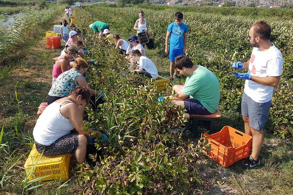 Otvorio Sam Opg I Napravio Veliku Gresku Uzeo Poticaje 24sata