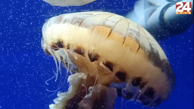 U Aquariumu Pula smjestile se dvije kompas meduze