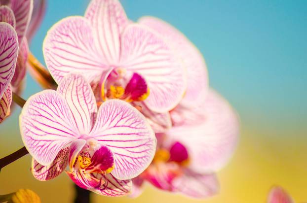 Pink Orchid, Phalaenopsis 