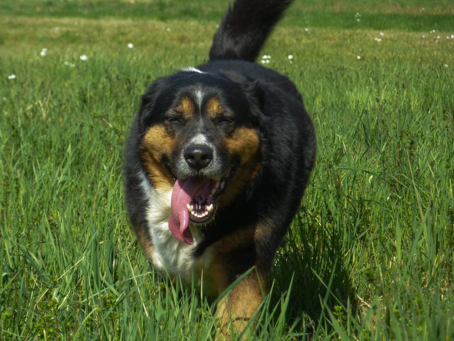 Hrabri Mačak Nudl inspirirao je  “sigurnu adresu” za pse i mačke u Zaprešiću! Evo kako