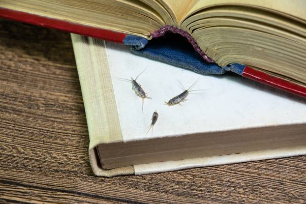 Insect,Feeding,On,Paper,-,Silverfish.,Pest,Books,And,Newspapers.