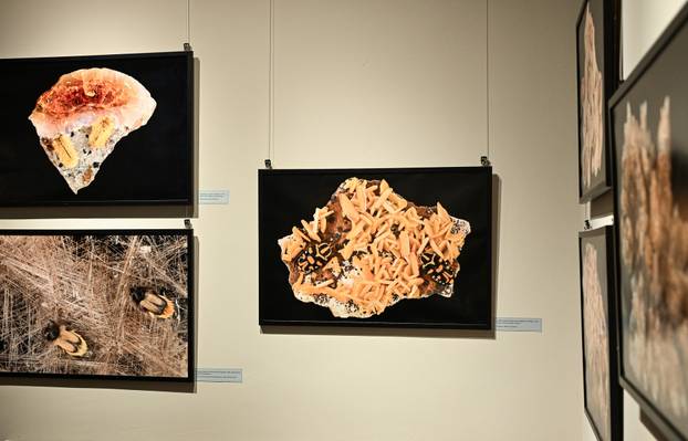 Zagreb: Otvorenje izložbe  Savršenstvo evolucije – Razotkrivanje