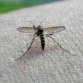Komarci prenose smrtonosne zarazne bolesti i u Hrvatskoj