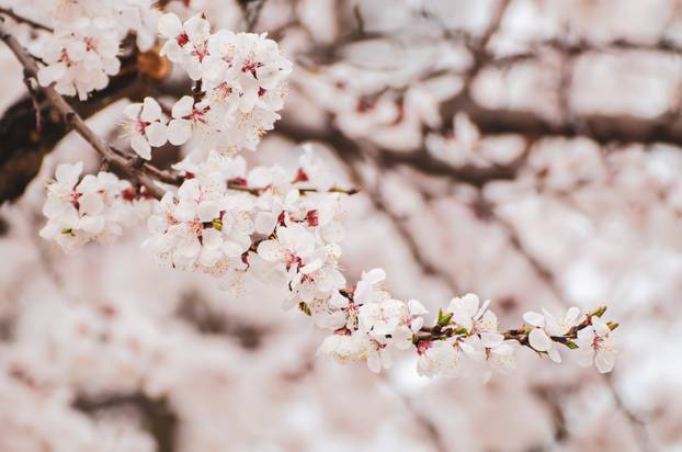 Apricot tree blossoms