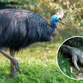 Muškarca usmrtila najopasnija ptica na svijetu - veliki kazuar