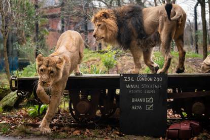 U londonskom zoološkom vrtu počelo godišnje popisivanje životinja, imaju preko 400 vrsta