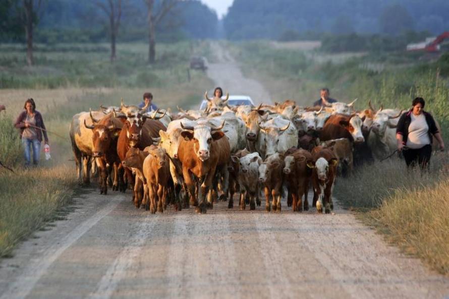 Marko Mrkonjić/PIXSELL