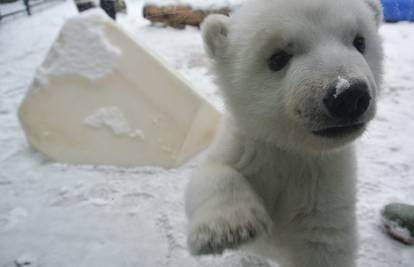 Polarni medvjedić koji prvi put vidi snijeg rastopit će vam srce