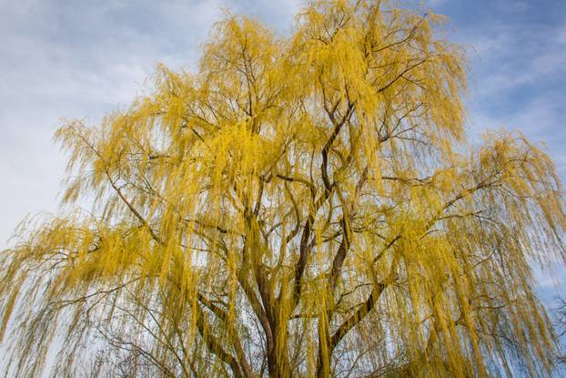 Osam stabala koje ne biste trebali saditi u vrtu blizu kuće