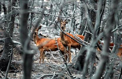Požar u blizini Atene uništio nacionalni park