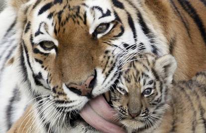 Kraj tigrova u Indiji? Ostalo ih je samo 2000