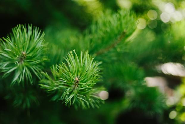 Closeup photo of green needle pine tree. Blurred pine needles in background