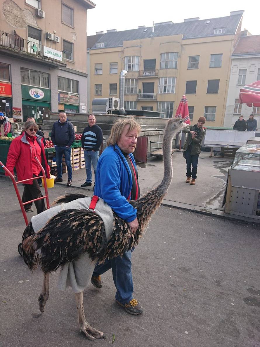 Još samo jedan običan petak u Zagrebu: Šetao noja po gradu...