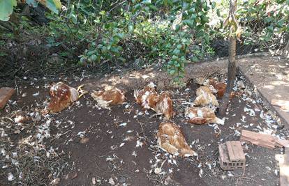 Osam kokoši ostalo bez glave, mještani tvrde: To je 'džudžan'