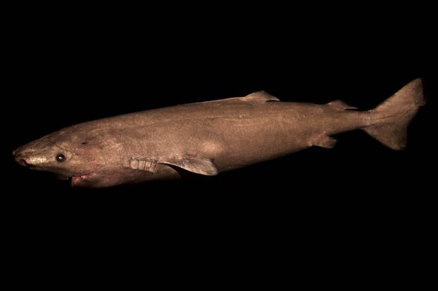 A two-meter-long Greenland shark female is seen in the waters off southwestern Greenland