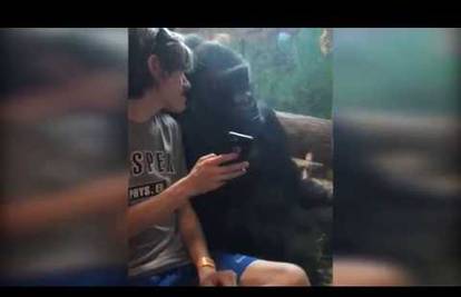 I lijepo i tužno: Gorili pokazao mobitel pa su postali prijatelji