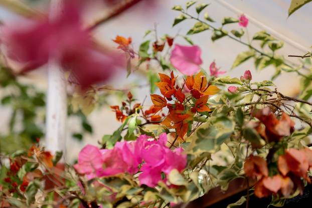 Split: Denis Bojčić, kolekcionar bugenvila