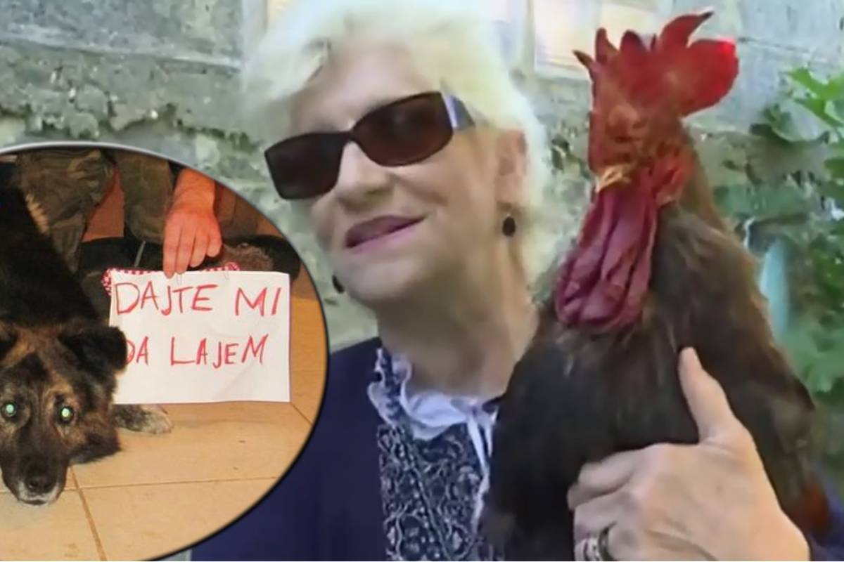 Medo nije bio iste sreće: Pijetlu dopustili da slobodno kukuriče