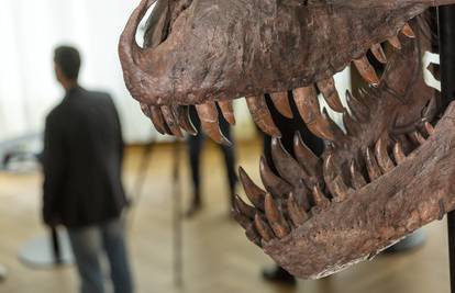 T.rex, gdje su ti nestali zubi? Novo otkriće potpuno mijenja sliku o  opakim dinosaurima