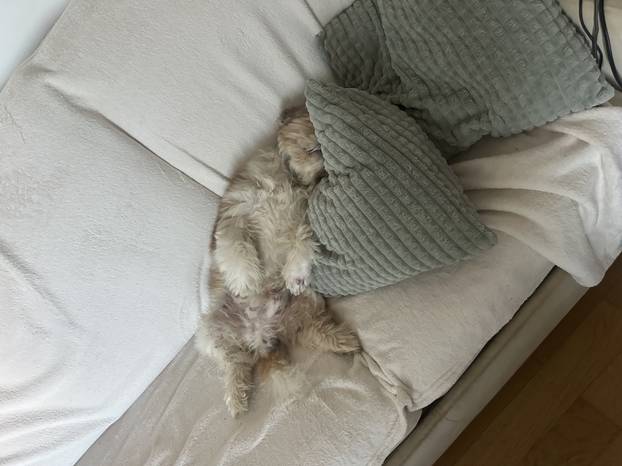 SUPER FOTKE vaših ljubimaca! Neki bi mogli biti viralni hit, ali svi su jednostavno neodoljivi