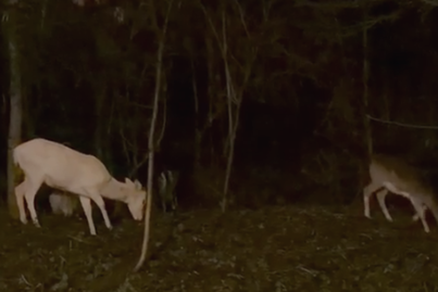 Albino jeleni u &Scaron;estinama