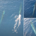 VIDEO Nevjerojatan prizor kod Visa: Deseci kitova u Jadranu