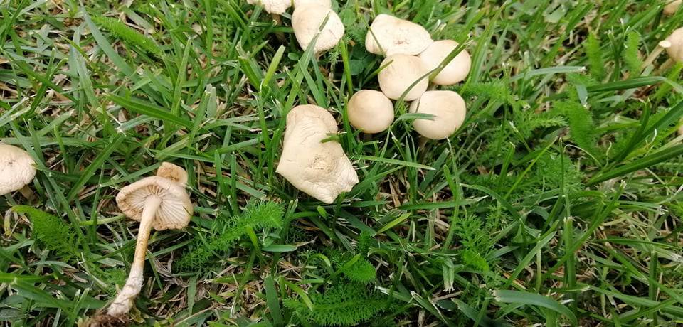Vilino kolo: Prirodni fenomen u kojem gljive mogu rasti u krug