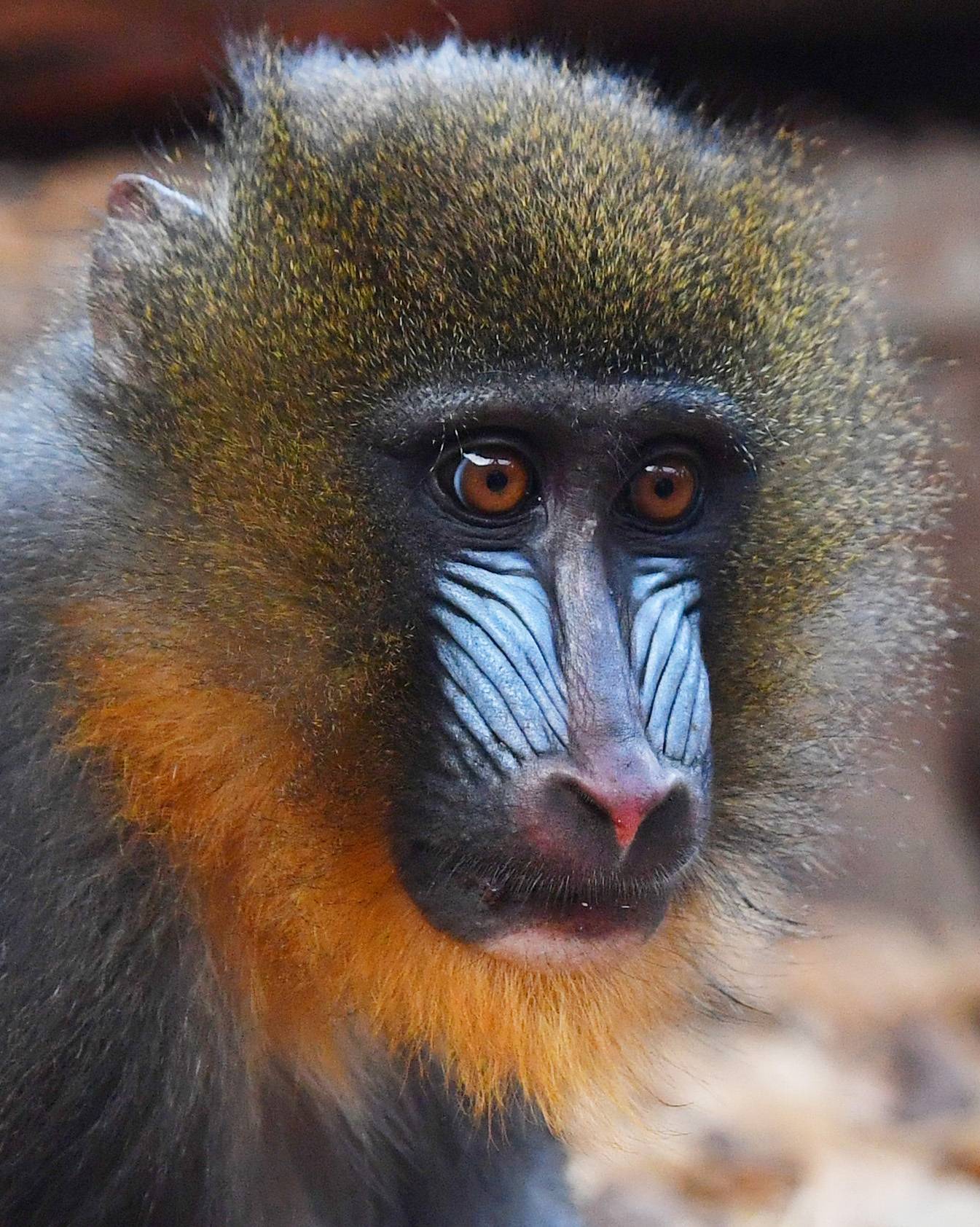 Mandrill at Magdeburg Zoo