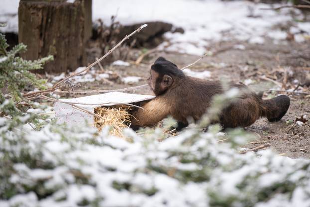 Zagreb: Podjela darova životinjama u Zoološkom vrtu