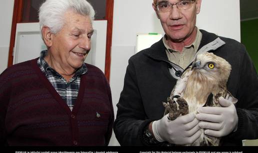 Upucali orla u krilo, rana je teška pa ga ne mogu spasiti 