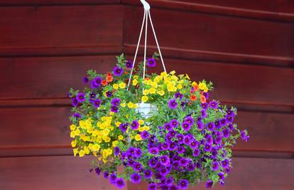 Vrlo važno za kućni vrt: Ova česta greška koja vam može uništiti viseću košaru s cvijećem