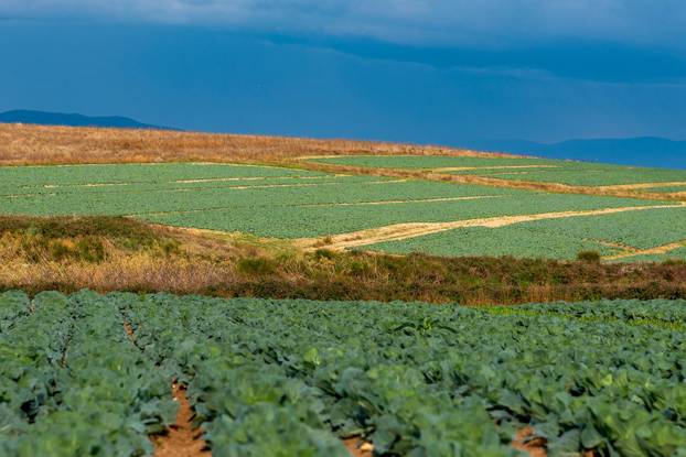 Polja kupusa u Istri