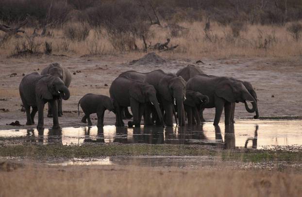 FILE PHOTO: A herd of elephants gather at a water hole in Zimbabwe