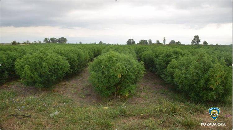 VIDEO Kod Benkovca pronašli najveću plantažu marihuane. Zasadio više od 7500 stabljiki
