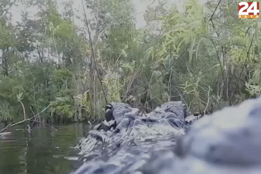 Fotograf jedva izbjegao Ralje gladnog aligatora: 'Nisam mislio da će skočiti i zagristi kameru'