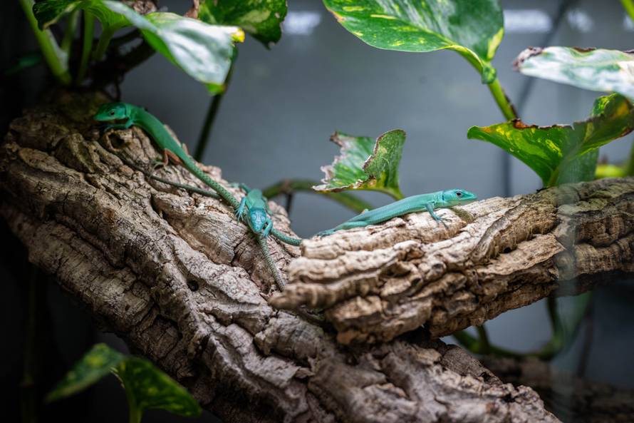 24sata Zagreb: Rodilište u Zoološkom vrtu