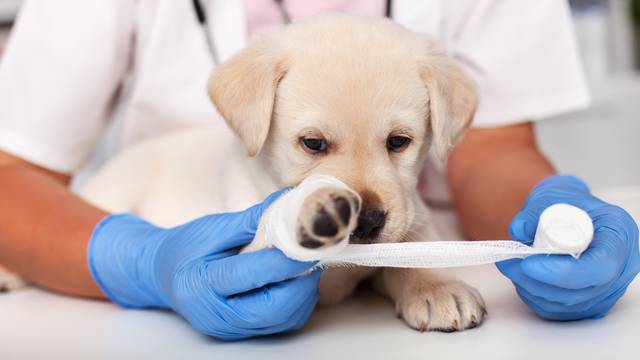 Sad,Puppy,Dog,Having,Its,Paw,Bandaget,At,The,Veterinary