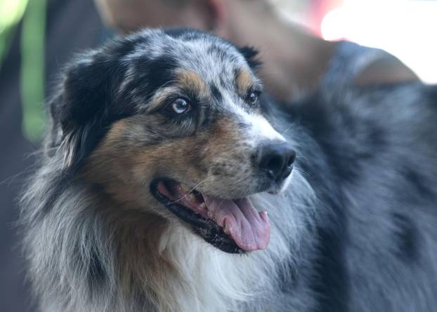 Nacionalna izložba pasa "Velika Gorica Trophy 2025"