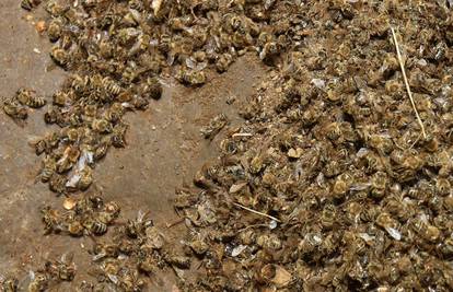 Pčele ubijaju lošim pesticidima iz Bosne i Hercegovine i Srbije?