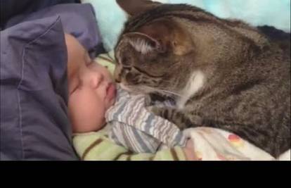 Video: Ove mačke obožavaju igru i maženje s malim bebama