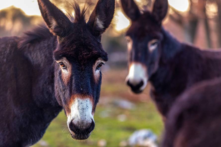 Ja sam Benito, mister Benito..