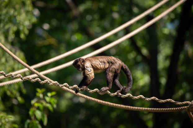 Zagreb: Životinje u Zoološkom vrtu odmaraju tijekom vrućina